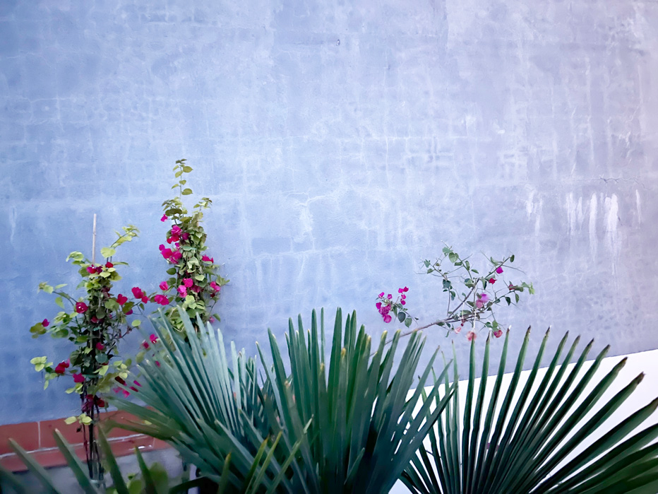 Bouganville conociendo el muro