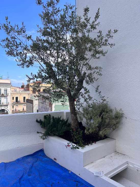 Flora local, recuperación de olivo