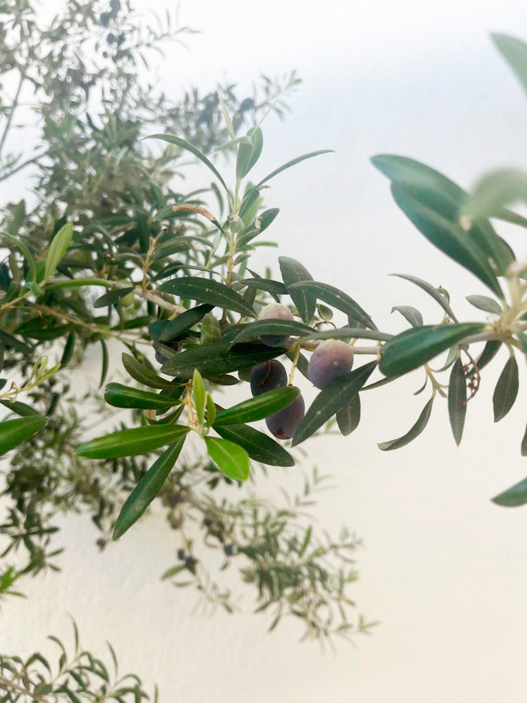 Frutos del olivo meses después del trabajo