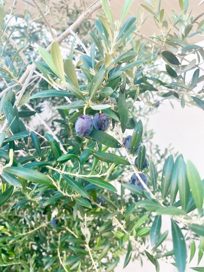 Frutos del olivo meses después