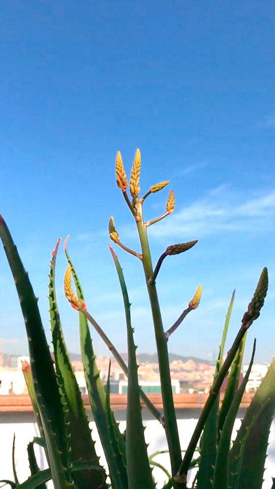 Floración en los meses siguientes