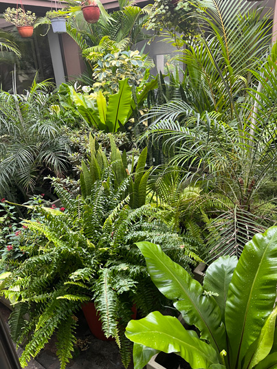 Jardin Córdoba siguen explotando de felicidad