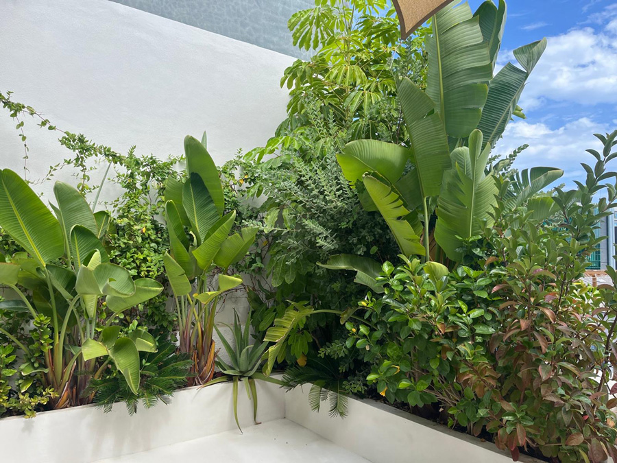 Jardin oasis 1 año después