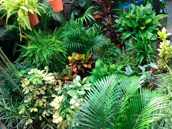 Patio jardín interior en Córdoba