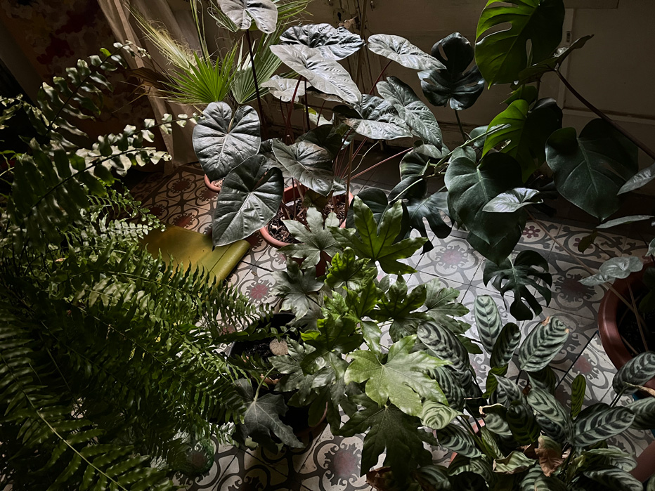 Plantas en piso interior