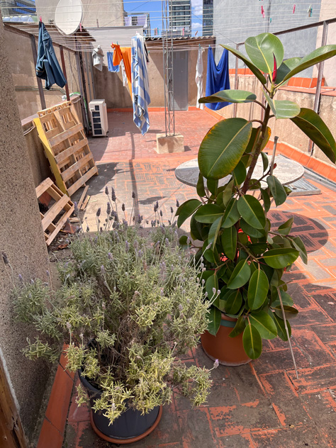 Recuperamos las plantas existentes