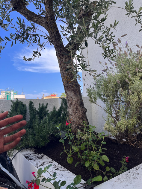 Rincón de plantas autóctonas